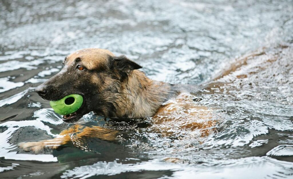 German Shepherd in water
