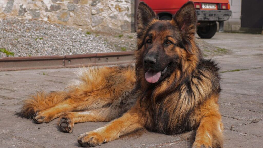 German Shepherd