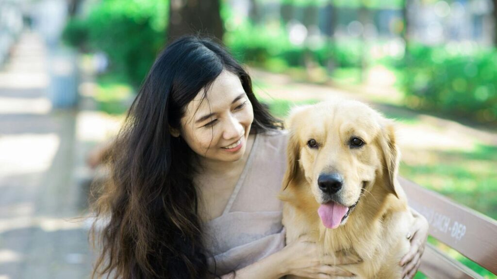 Golden Retriever with owner