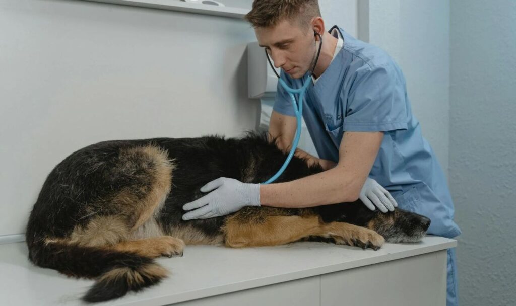 German Shepherd with vet
