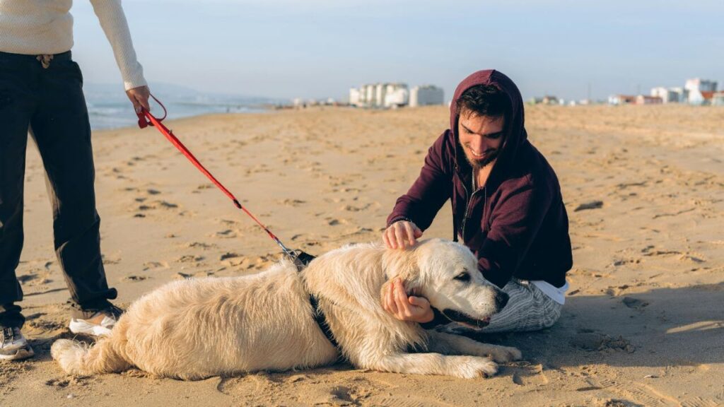 Golden Retriever with owner