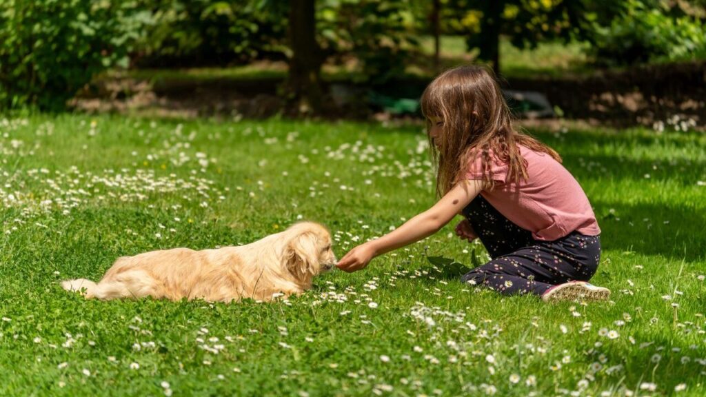 Golden Retriever with girl