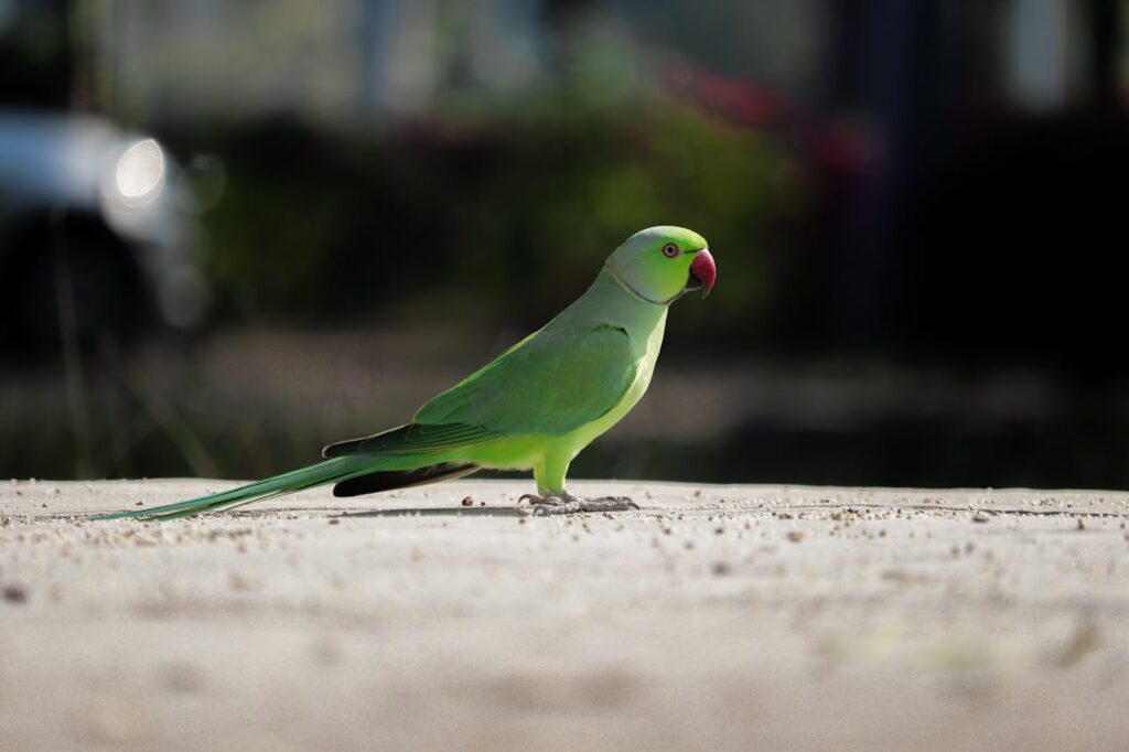A green parakeet standing