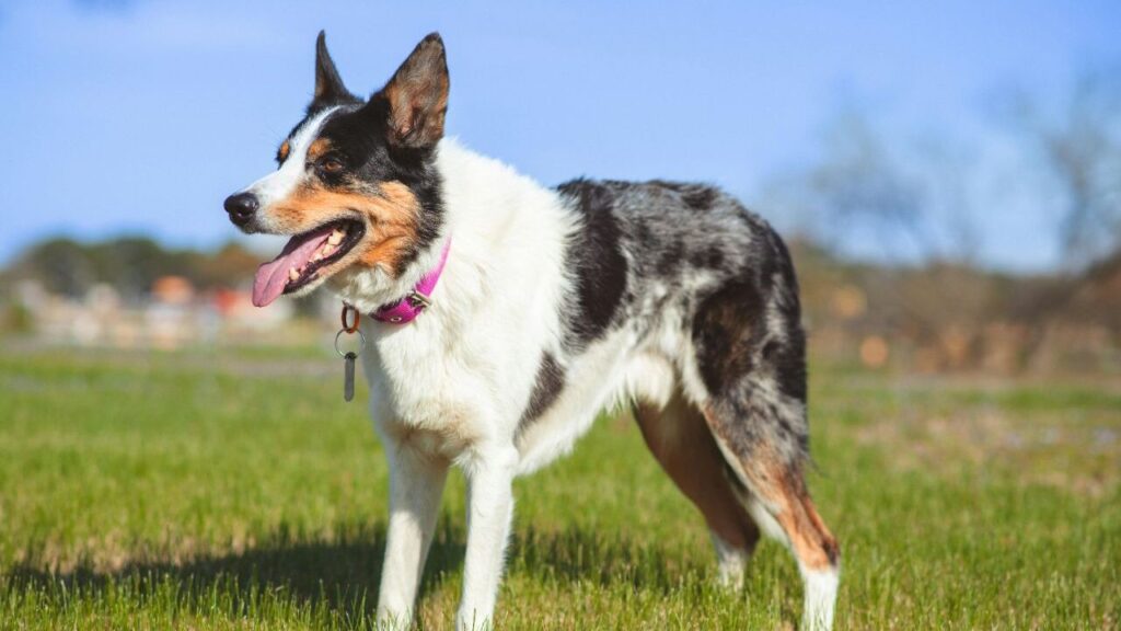 Australian Shepherd