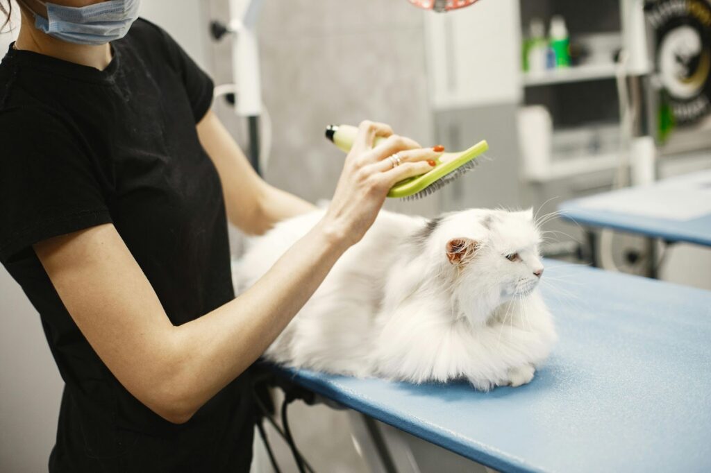A white cat getting groomed