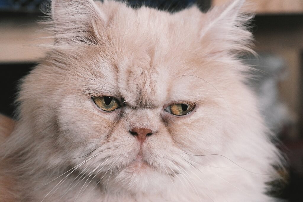 A white greyish persian cat