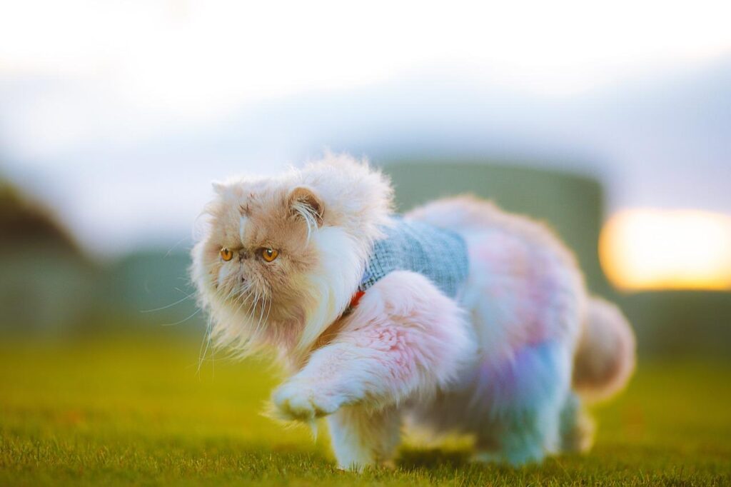 A fluffy light-colored cat with large eyes is walking briskly across a soft green lawn.