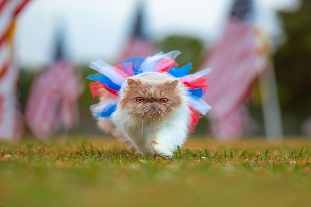 A fluffy cat with a cream and brown coat is walking toward the camera