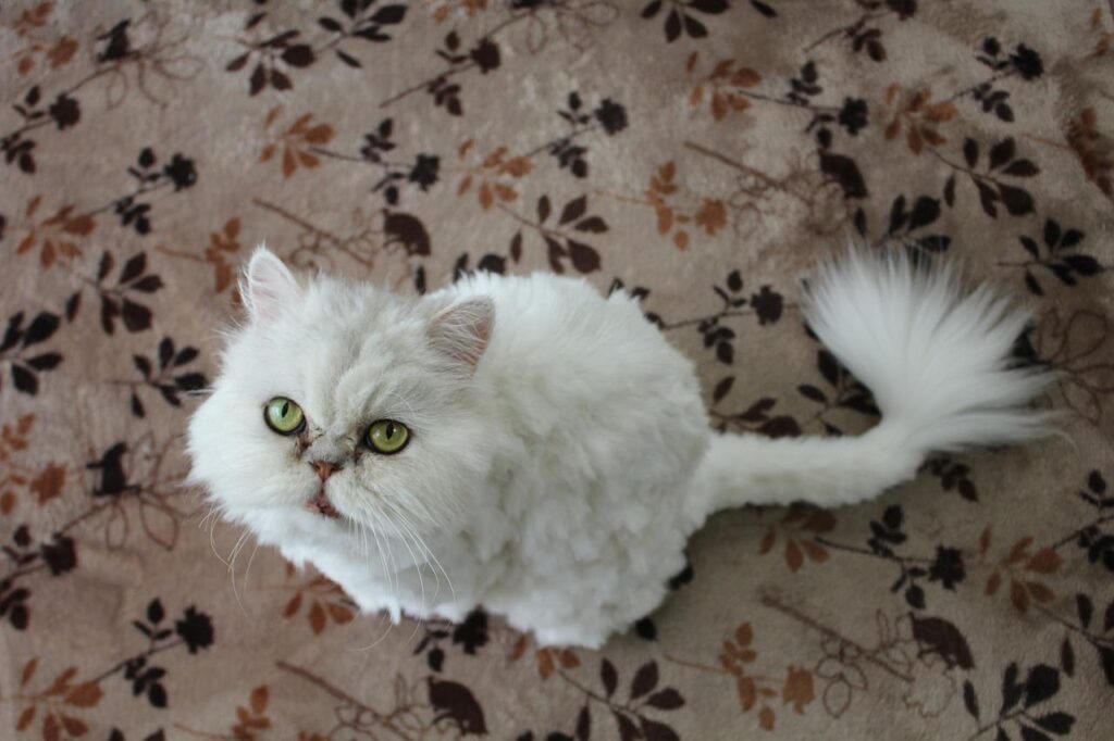 A fluffy white cat with a round face and large green eyes is looking up from a patterned surface.