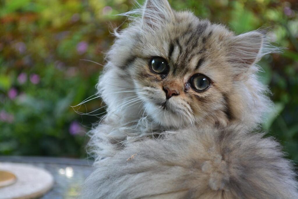 A fluffy cat with a light gray and cream coat