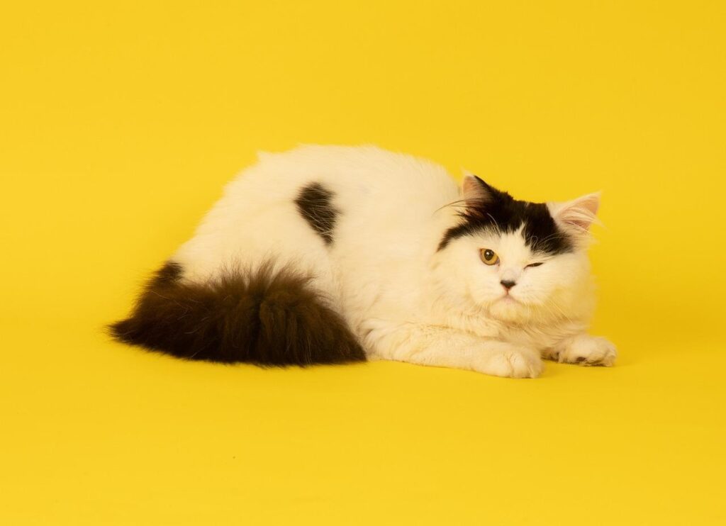 A black and white persian cat with yellow background