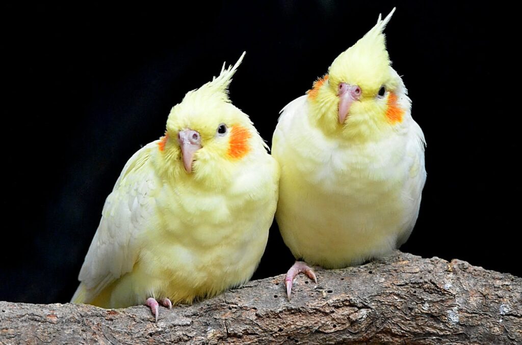 Two Cockatiels birds