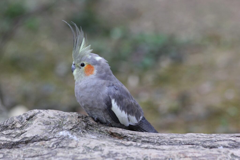A greyish cockatiel bird on stone