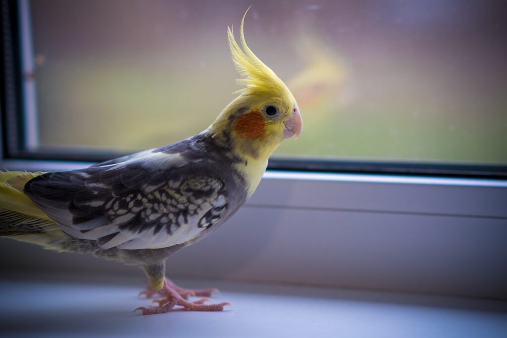 A cockatiel bird near a window