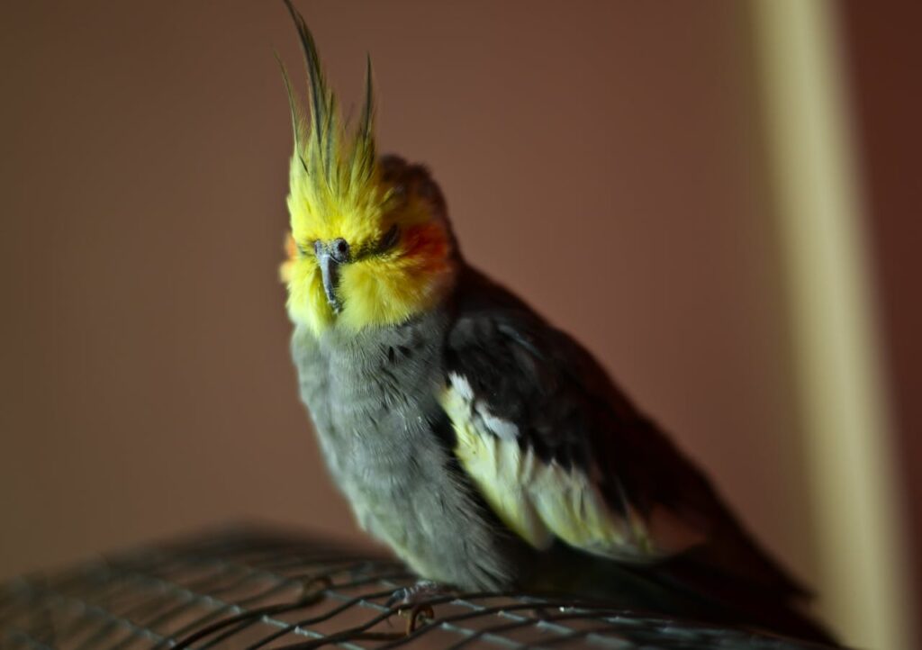 A cockatiel bird sleeping