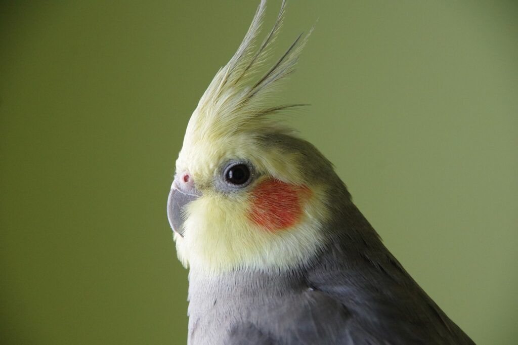 A cockatiel bird looking with side eye