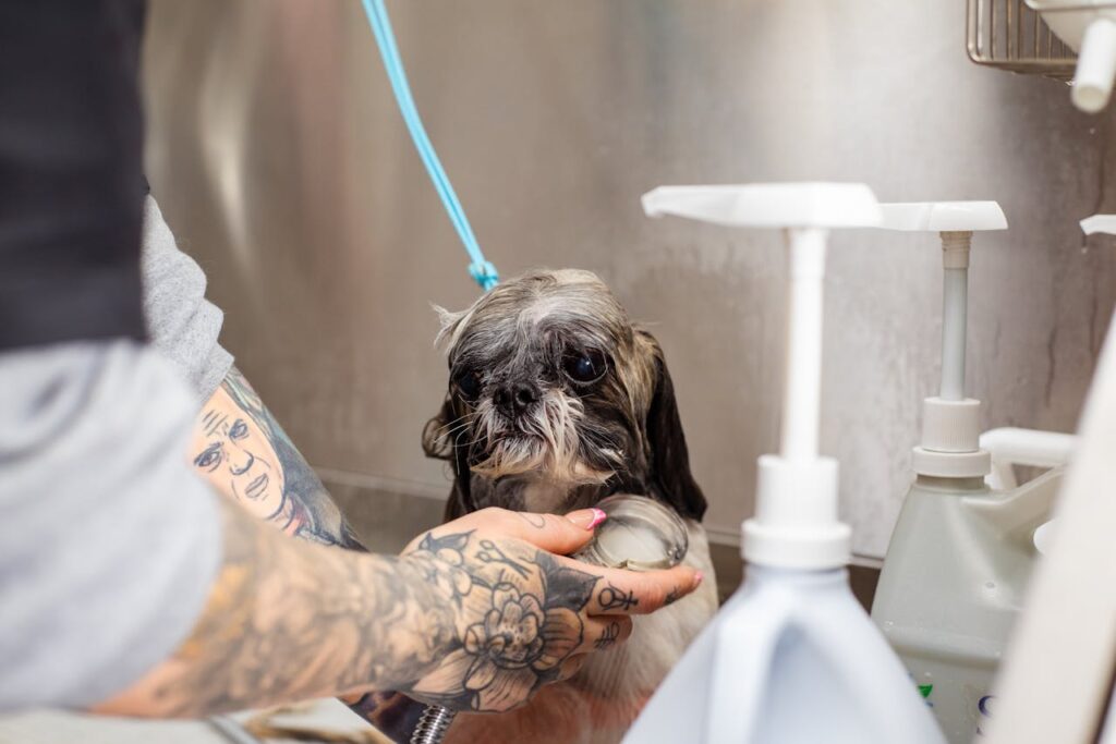 Shih Tzu bath