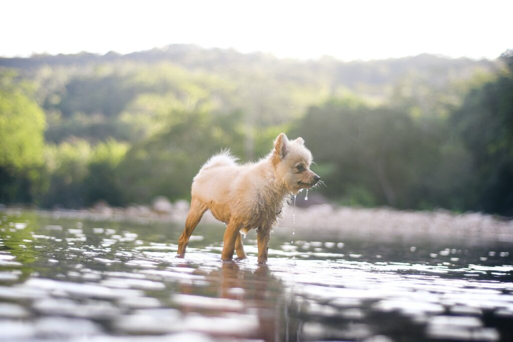Pomeranian