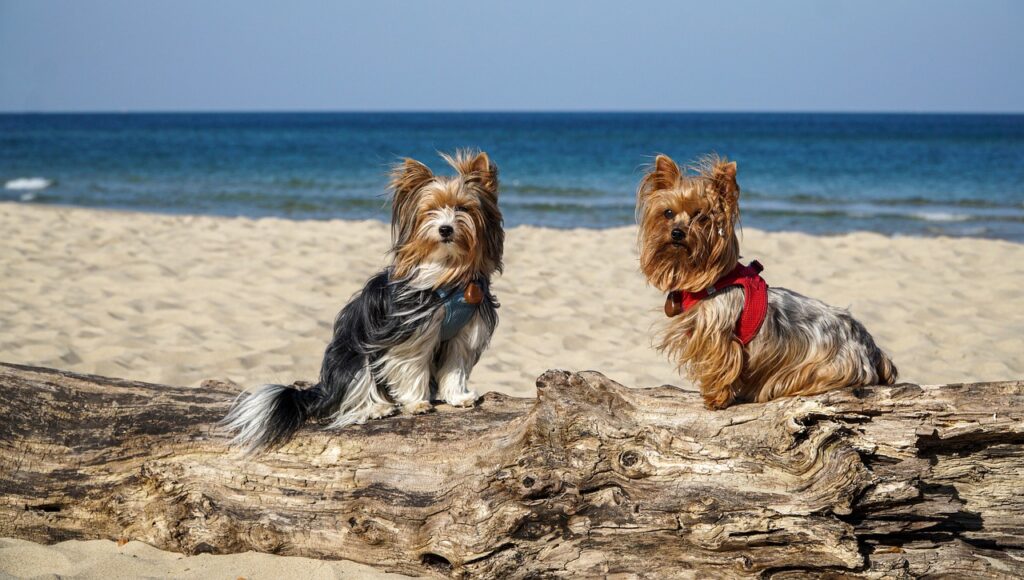 Yorkshire Terrier