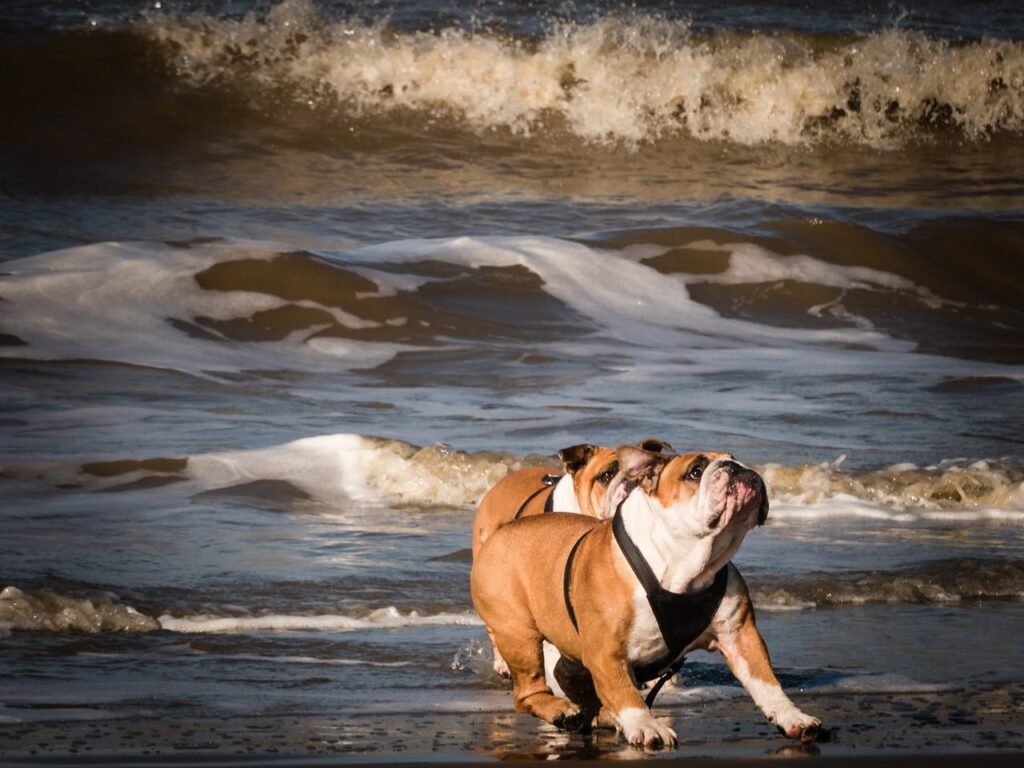 Bulldog