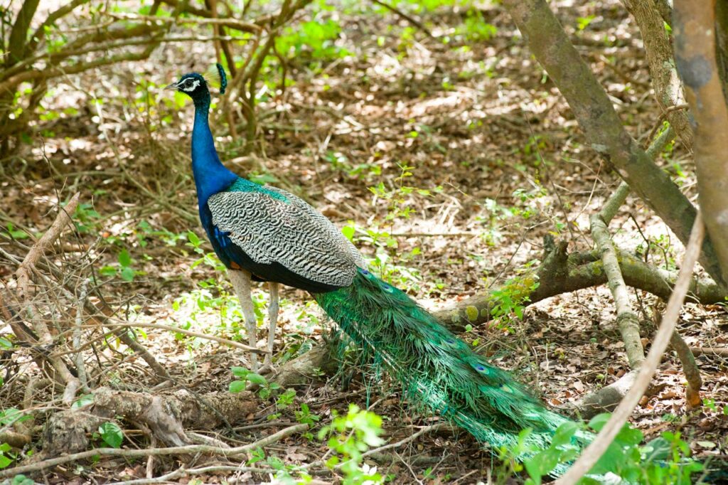 Peacock
