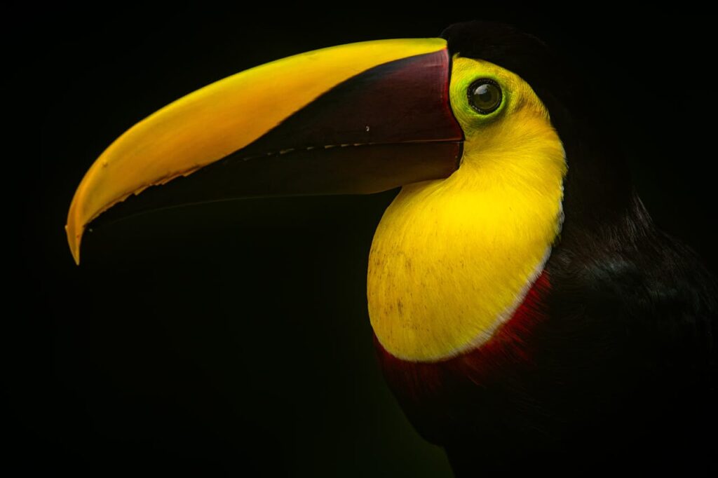 Toucan