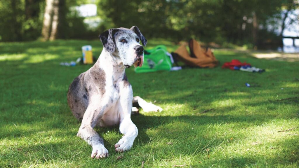 A white and black dog sitting on grass