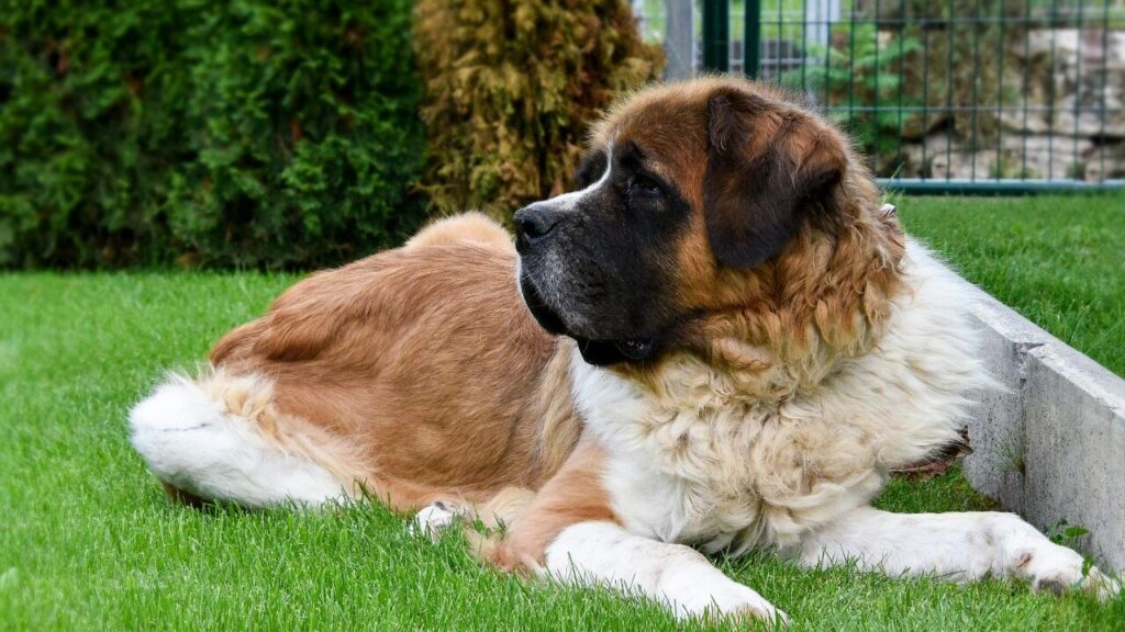 A white and brown dog with black nose