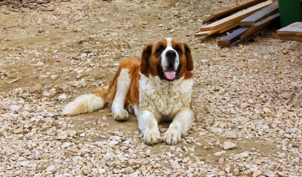 A brown and white dog sitting on ground