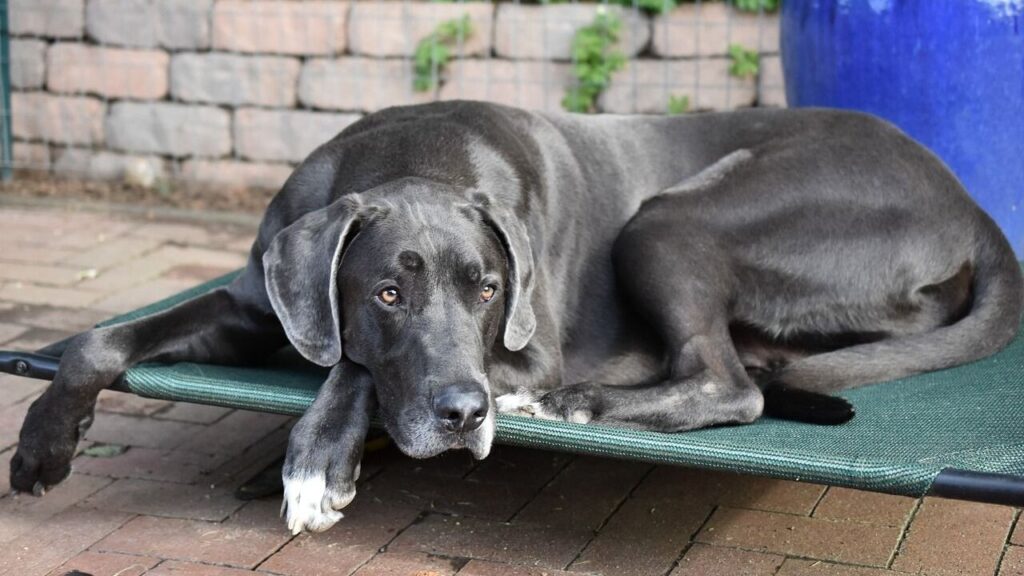A black dog 