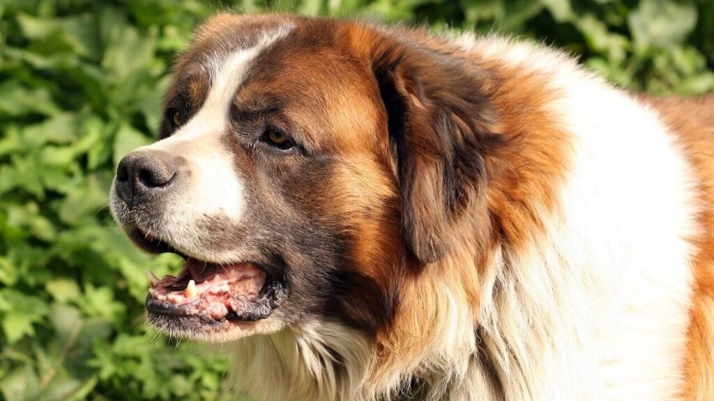 A brown and white puppy