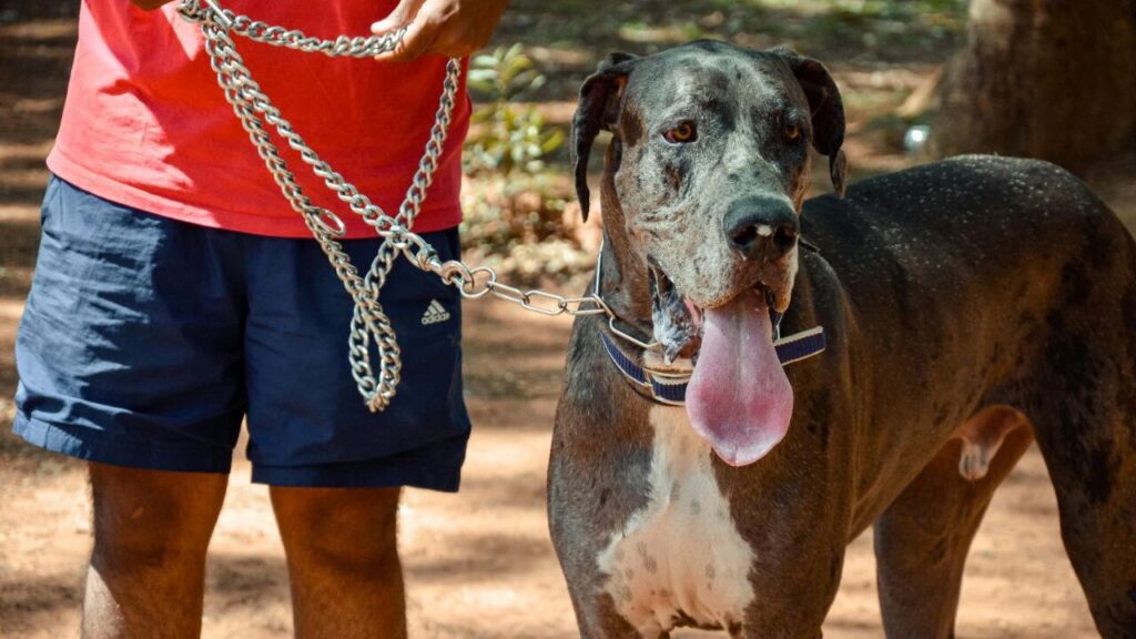 A dog with its tongue out