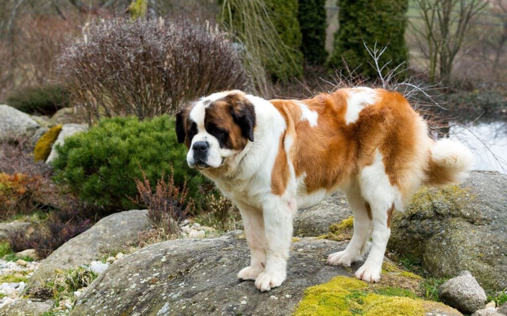 A dog on a rock