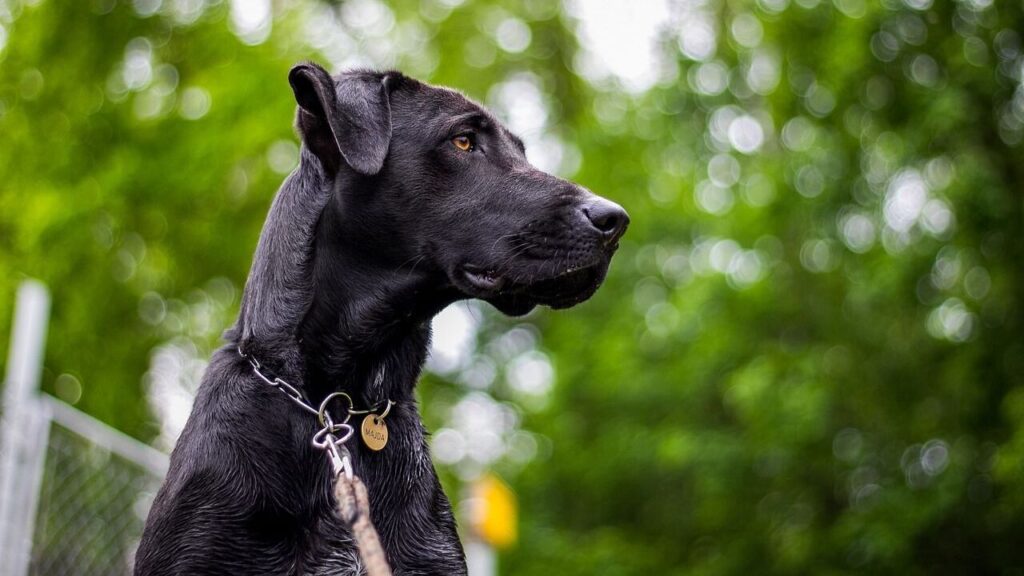 A black dog