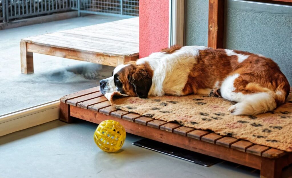 A dog lying