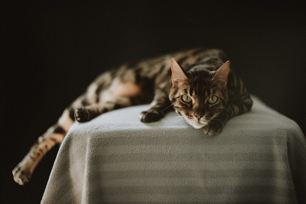 A bengal cat resting