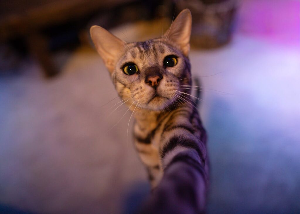 A bengal cat touching the camera
