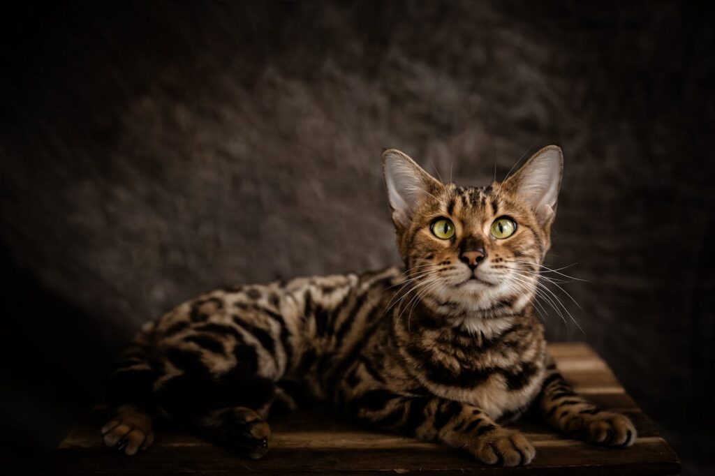Close up of a bengal cat