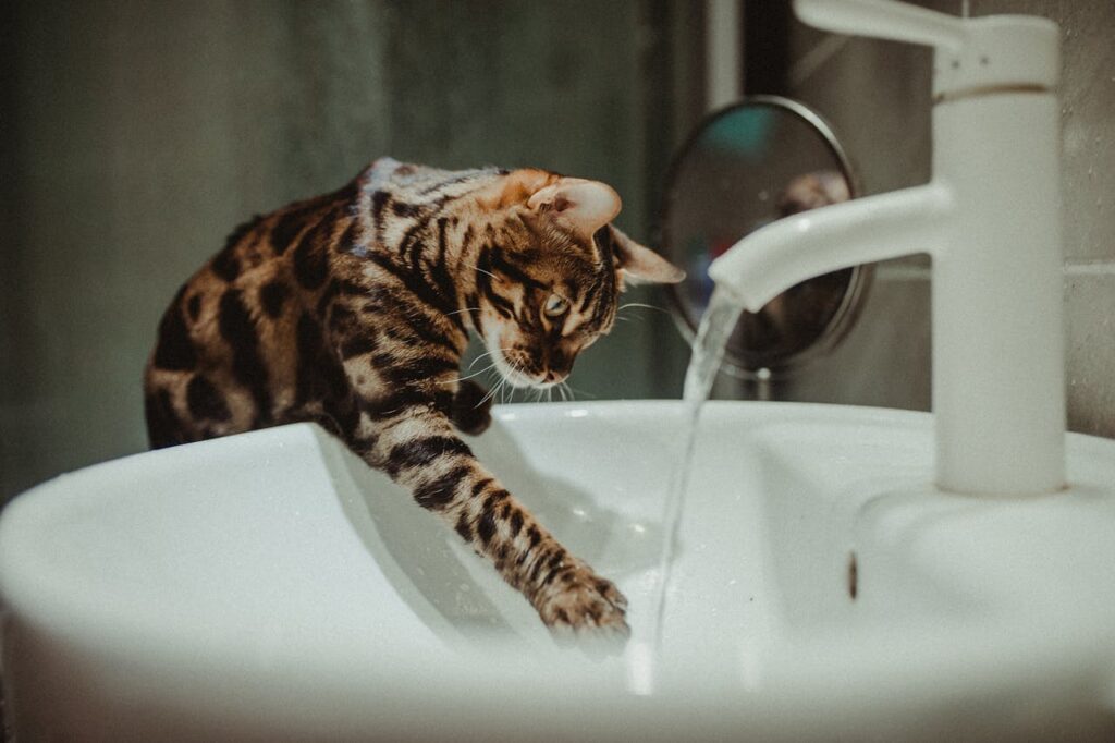 A bengal cat playing with water
