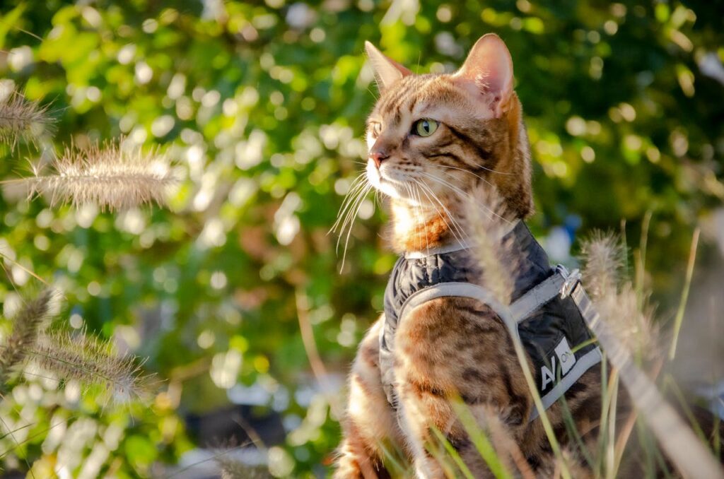 A bengal cat on leash