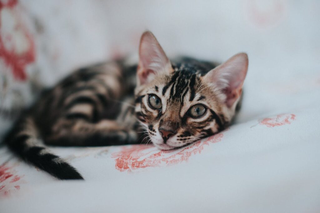 A bengal cat close up