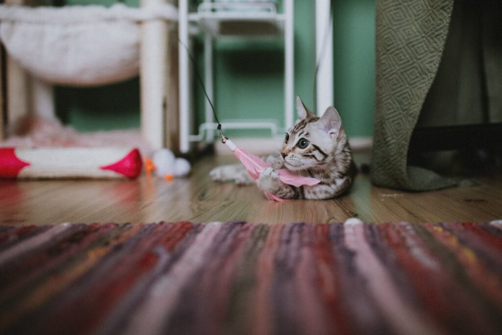 A bengal cat playing