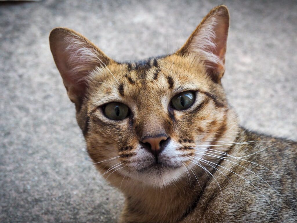 A Bengal cat looking directly at camera