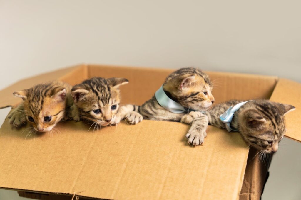 Bengal kittens