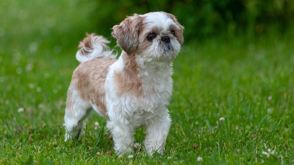 A white Shih Tzu