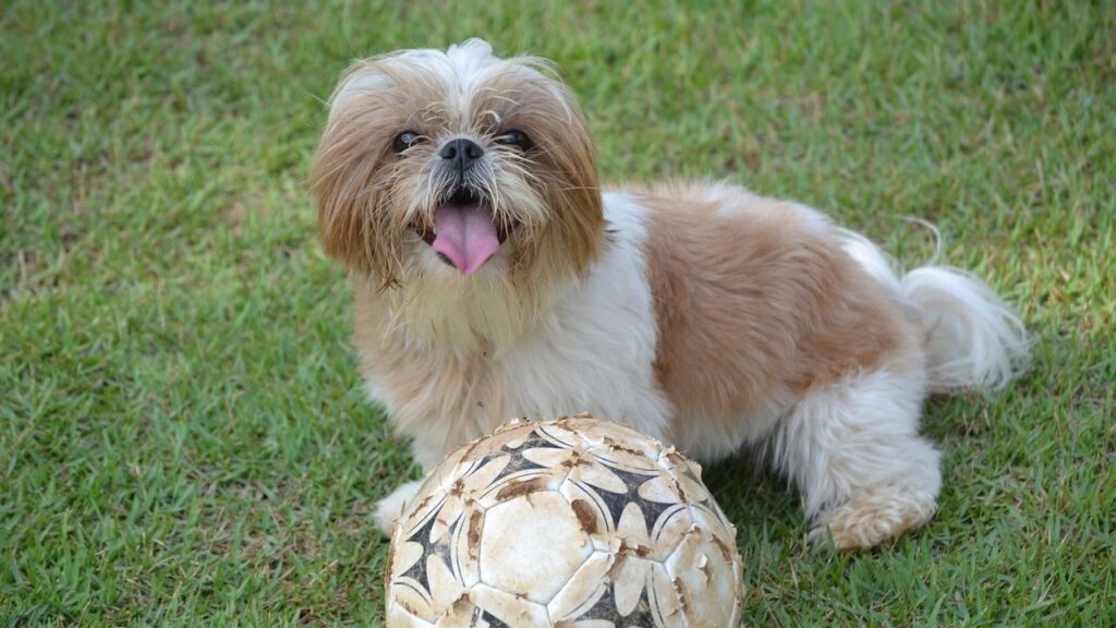 A Shih Tzu with a ball
