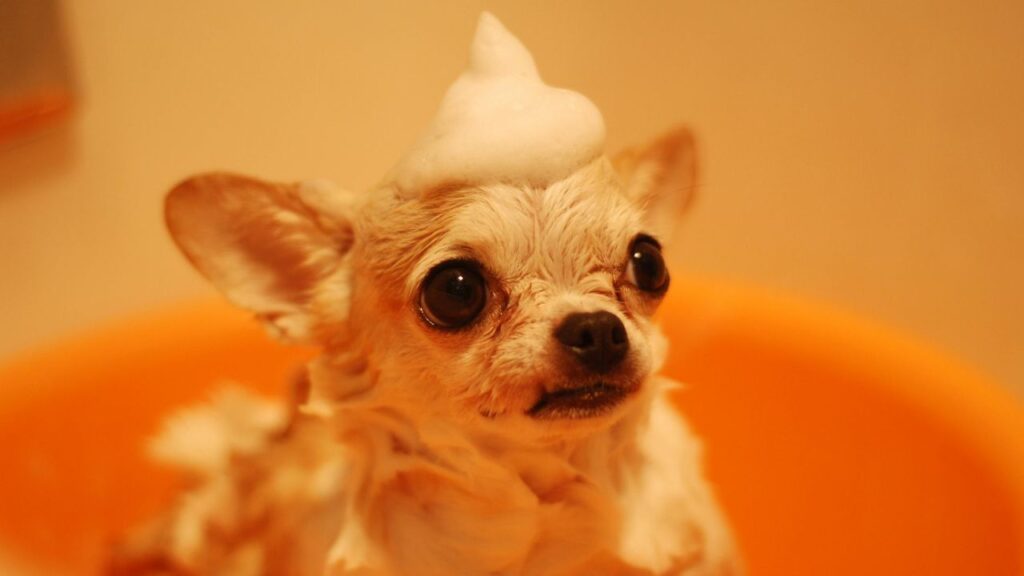 A white Chihuahua taking a bath