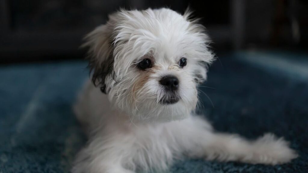 A cute white Shih Tzu