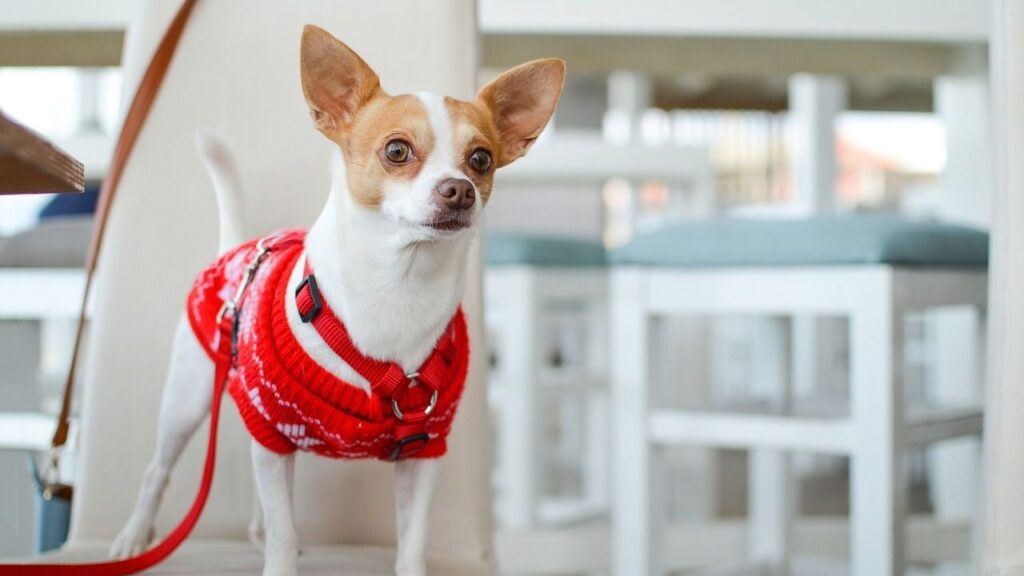 A cute white Chihuahua on a leash