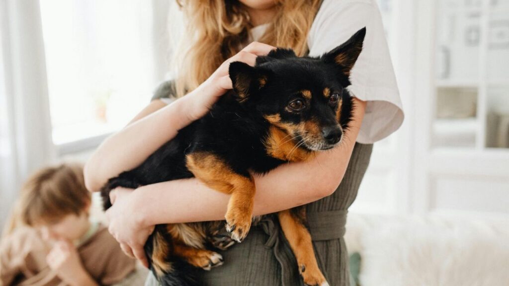 A Chihuahua in woman's arms